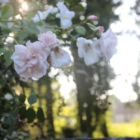 Le Moulin En Route Bleves