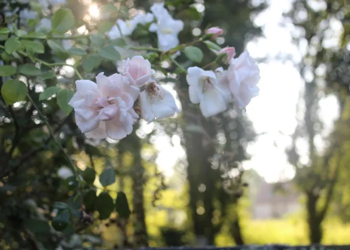 Le Moulin En Route Bleves